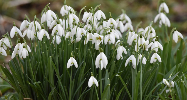 Snowdrops at Kearsney Abbey, near Dover, White Cliffs Country. Image credit Dave Wilkinson